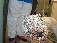 Pit Bull attacks helpless porcupine...-pb-vs-porcupine-1.jpg