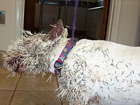 Pit Bull attacks helpless porcupine...-pb-vs-porcupine-2.jpg