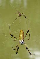 I don't like to use the word hate, but.......-banana_spider_with_mate_003_sma.jpg