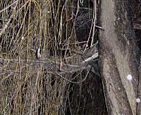 Storm Damage-willow7.jpg