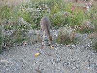 2007 Deer Hunting Photos-deer-004.jpg