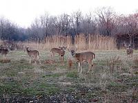 2007 Deer Hunting Photos-img_0037.jpg