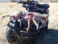 Long Range Shooting-coyote1.jpg