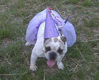 Look what my girls did to my Bulldog !!-daisyt-resized.jpg