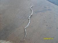 Identify this snake skin!!!!-sd532134.jpg