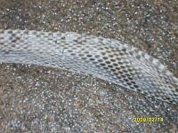 Identify this snake skin!!!!-sd532135.jpg