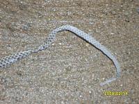 Identify this snake skin!!!!-sd532136.jpg