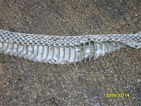 Identify this snake skin!!!!-sd532137.jpg