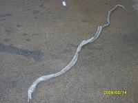 Identify this snake skin!!!!-sd532138.jpg