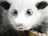 -heidi-cross-eyed-possum.jpg