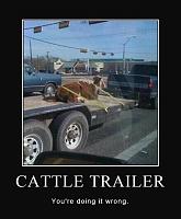 Random Picture Thread-cattle-trailer..jpg